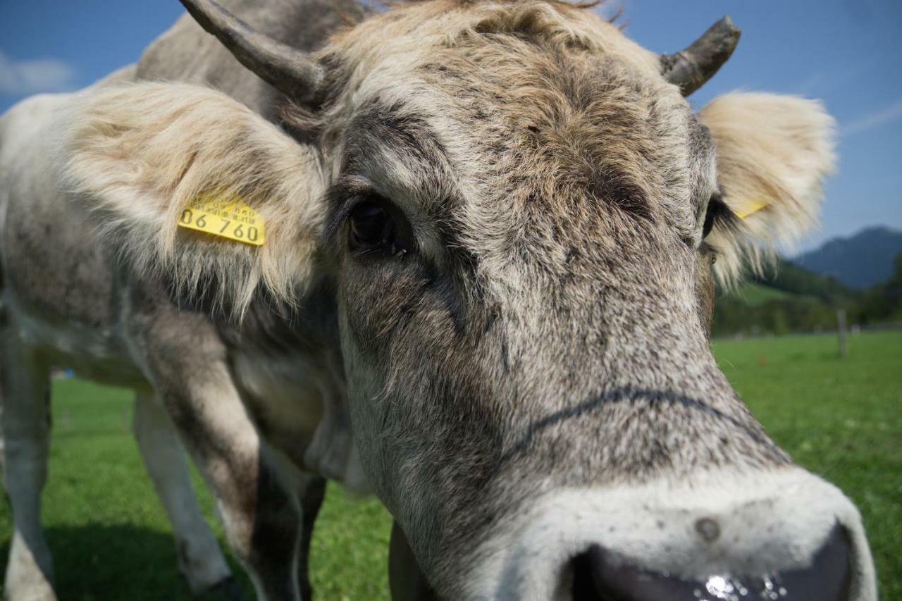 Geigers Ferienhaus Tiefenbach bei Oberstdorf Eksteriør bilde