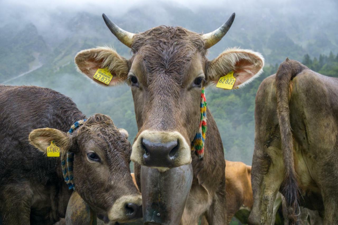 Geigers Ferienhaus Tiefenbach bei Oberstdorf Eksteriør bilde